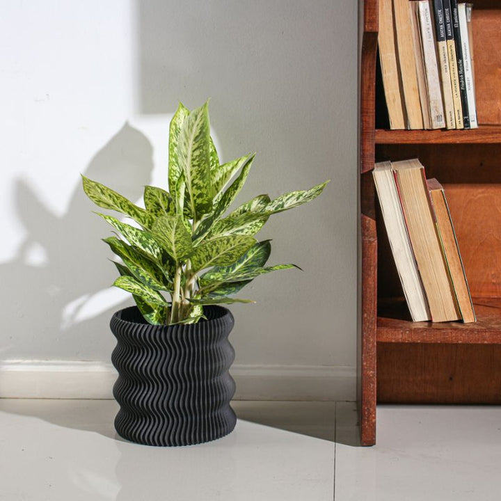 Lunfardo WEEGO FLOWERPOT - D. Nation